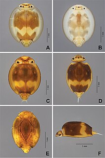 <span class="mw-page-title-main">Prosopistomatidae</span> Family of mayflies