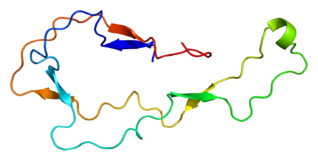 Calreticulin