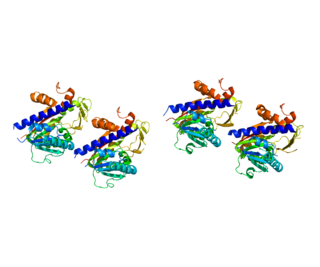 mRNA (guanine-N7-)-methyltransferase protein-coding gene in the species Homo sapiens