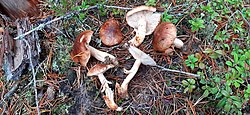 Pruunikas heinik Tricholoma albobrunneum Foto: Sven Pruul