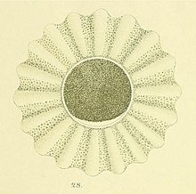 Pterosperma moebii Welliger Statoblast (Hensen, 1887) .jpg