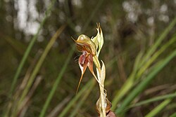 Pterostylis chaetophora.jpg