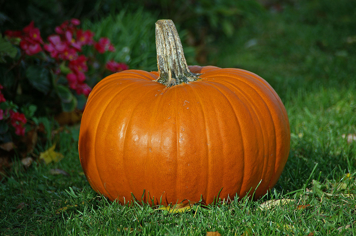 File:Big & Small Pumkins.JPG - Wikimedia Commons