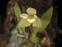 Pygmaeorchis brasiliensis.jpg