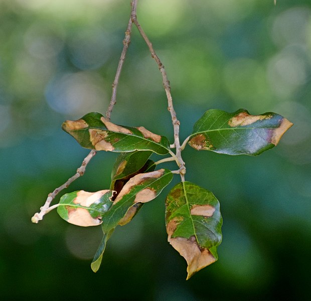 File:Quercus ilex 03.jpg