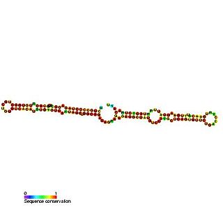 <span class="mw-page-title-main">Small nucleolar RNA SNORA17</span> Member of the H/ACA class of small nucleolar RNA