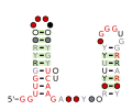 Thumbnail for DUF1646 RNA motif