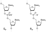 Phosphorothioates are the basis for antisense therapies