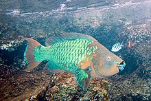 Pelangi parrotfish.jpg