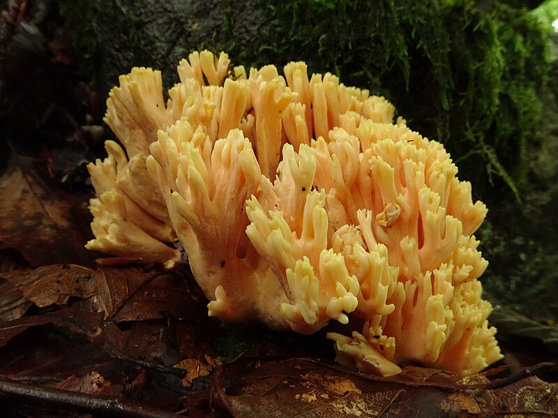 File:Ramaria formosa (1) (38312455682).jpg