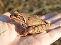 * Nomination Agile frog (Rana dalmatina) near Botevgrad, Bulgaria --Exonie 20:11, 14 March 2019 (UTC) * Promotion GQ --Palauenc05 21:16, 14 March 2019 (UTC)