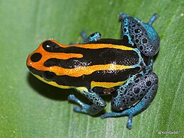 The coloration of the poison dart frog is readily visible to predators Ranitomeya amazonica.jpg