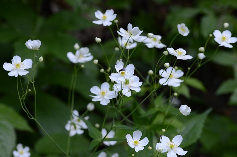 File:Ranunculus aconitifolius (8337809942).jpg