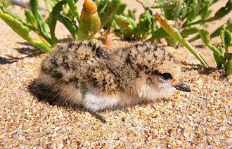 A chick, adopting a camouflaged position that helps it avoid detection by predators such as gulls and crows. Red-capped plover chick444.jpg