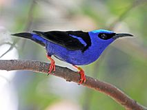 Red-legged Honeycreeper RWD12b.jpg