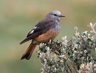 Red-rumped bush tyrant Species of bird