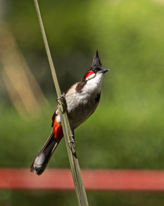 <span class="mw-page-title-main">Red-whiskered bulbul</span> Species of bird