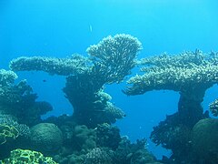 Кораловий риф в Акабській затоці