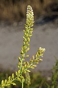 Reseda alba (Réséda blanc)