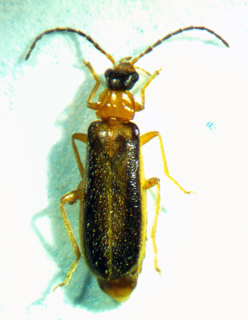 <i>Rhagonycha mollis</i> species of insect