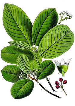 Rhamnus purshiana - Köhler–s Medizinal-Pflanzen-121.jpg