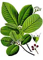 Rhamnus purshiana - Köhler–s Medizinal-Pflanzen-121.jpg
