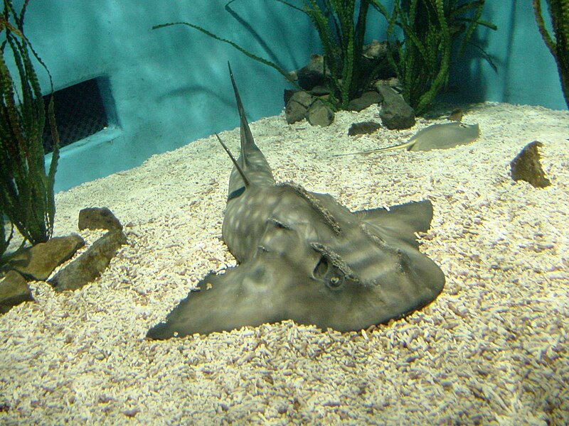 File:Rhina ancylostoma busan aquarium.jpg