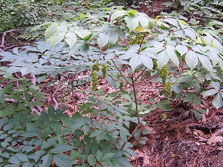 Toxicodendron trichocarpum