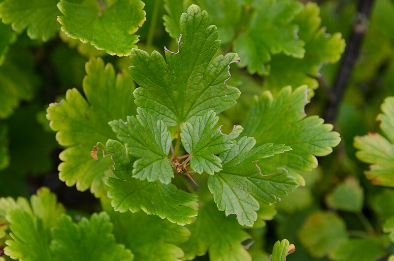 File:Ribes uva-crispa (kruisbes) blad.jpg