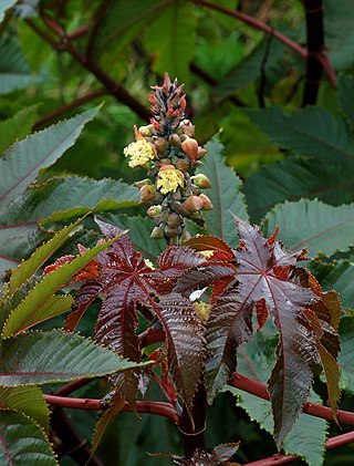 <i>Ricinus</i> Monotypic genus of plant in the family Euphorbiaceae