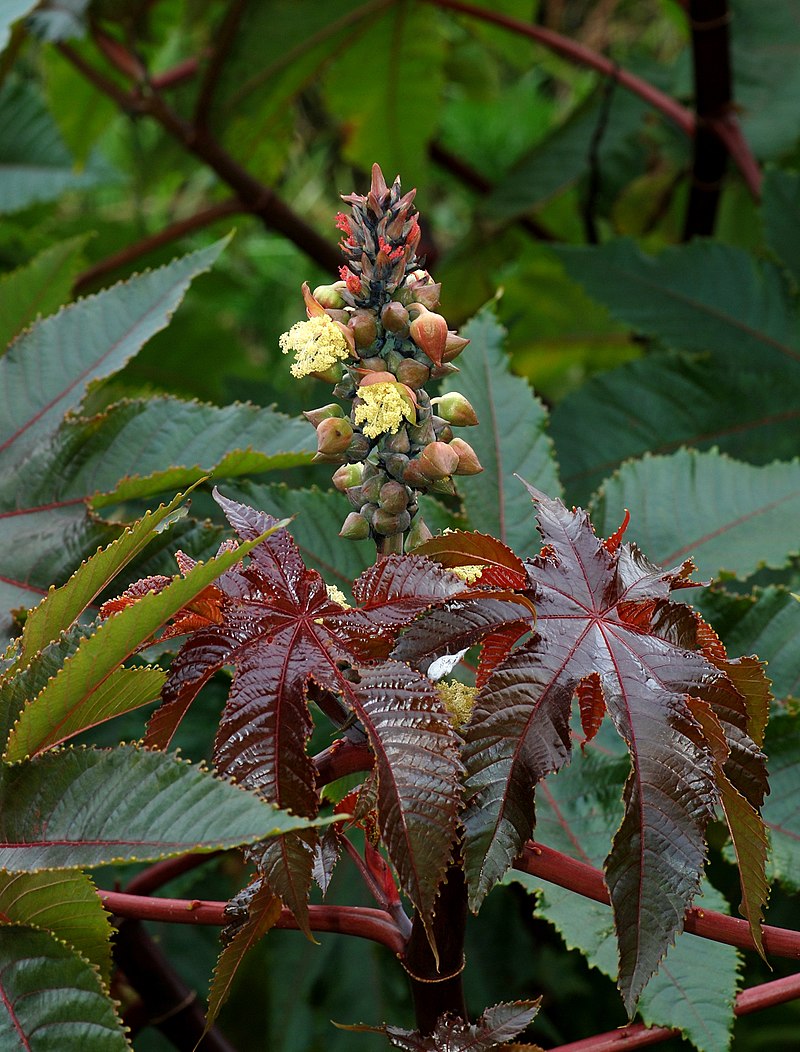 Ricinus March 2010-1.jpg