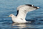 Thumbnail for File:Ring-billed gull (16241).jpg