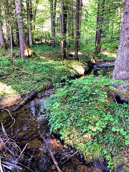 File:Rinnenbach (Große Gaißach).jpg