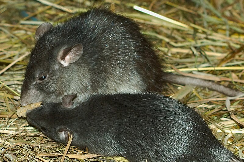 Black rat - Wikipedia