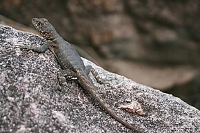 Descrição da imagem de Roraima Agamidae.JPG.