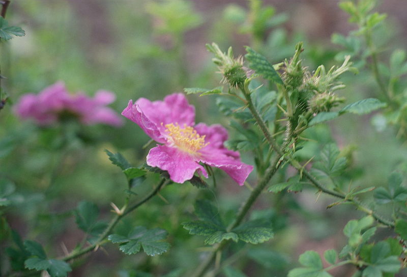 File:Rosa stellata var mirifica.jpg