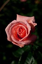 Rose, Kallinka - Flickr - nekonománia (6) .jpg