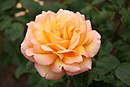 Rose Filipp Noiret 20070601.jpg