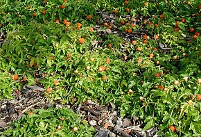 A Rubus-xanthocarpus-habitus.JPG kép leírása.