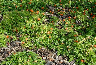 Rubus-xanthocarpus-habitus.JPG