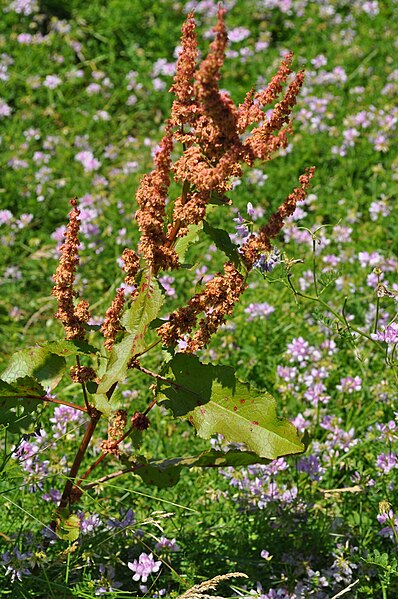 File:Rumex crispus - seedhead, leaves (18875445660).jpg