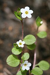 SP105614 Myosotis chaffeyorum Lehnebach WELT Te Papa 1592404 400187.jpg