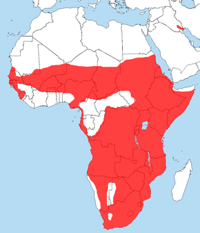 Beskrivelse af Sacredibisrangemap.png-billedet.