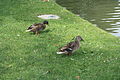 Canards sur le lac Beauséjour