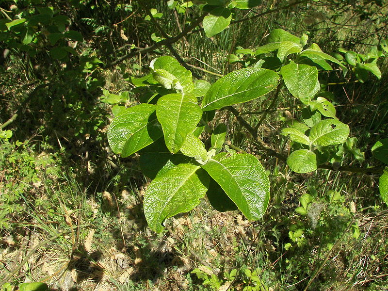 File:Salix caprea 029.jpg