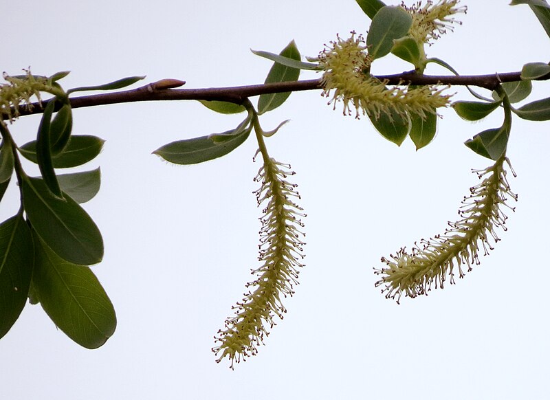 File:Salix lucida, Shelby Charter Twp, Michigan 3.jpg