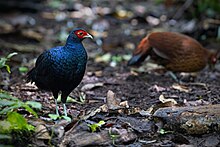 Salvadori's Pheasant 0A2A3306.jpg