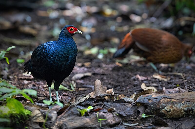 File:Salvadori's Pheasant 0A2A3306.jpg