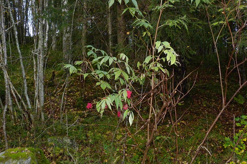 File:Sambucus racemosa (8016822150).jpg