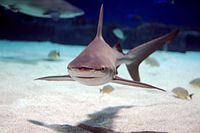 Sandbar shark newport.jpg